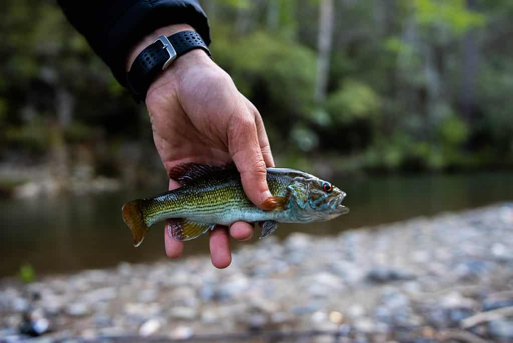 Discover 10 Creatures Living in Lake Jocassee... Are Any Dangerous?