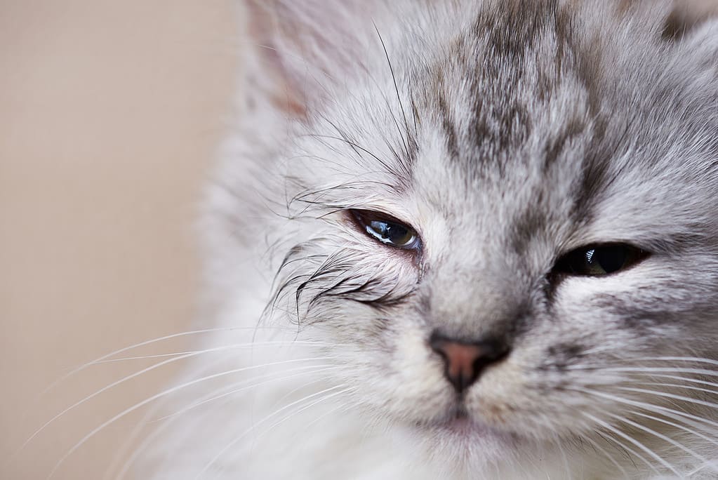 CBD Dosage Chart for Cats: Risks, Side Effects, Dosage, and More