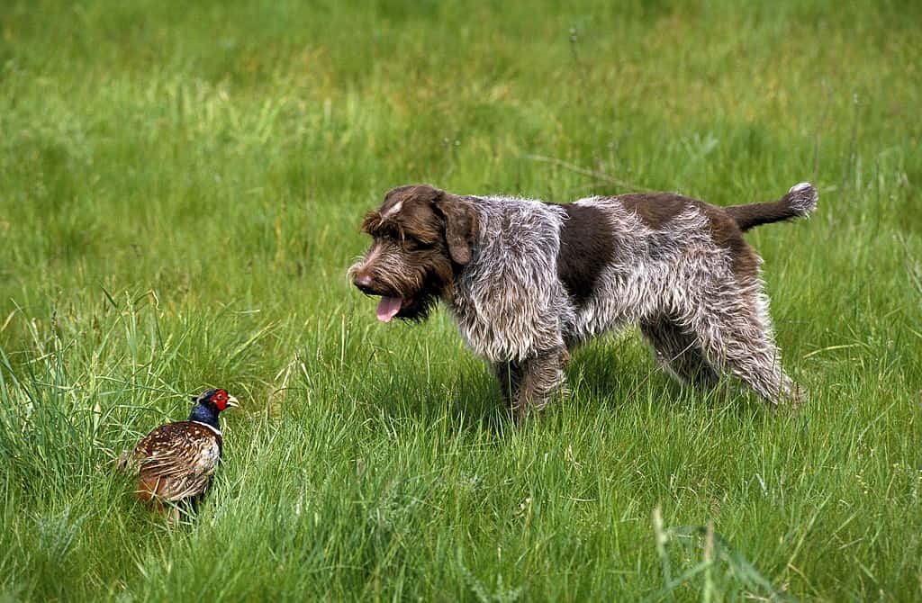 The 20 States With the Absolute Best Pheasant Hunting