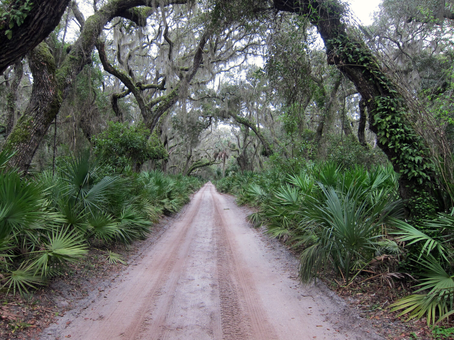 Discover the Animals, Birds, and Plants of Cumberland Island, Georgia.