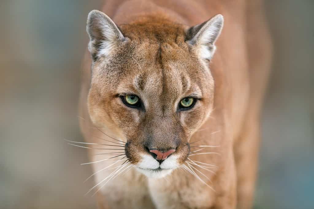 Discover the 10 Strongest Bite Forces of Animals Found in Canada