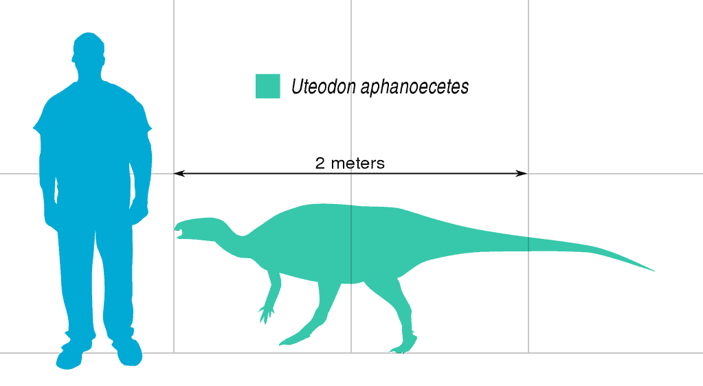 Discover 12 Dinosaurs That Start With U