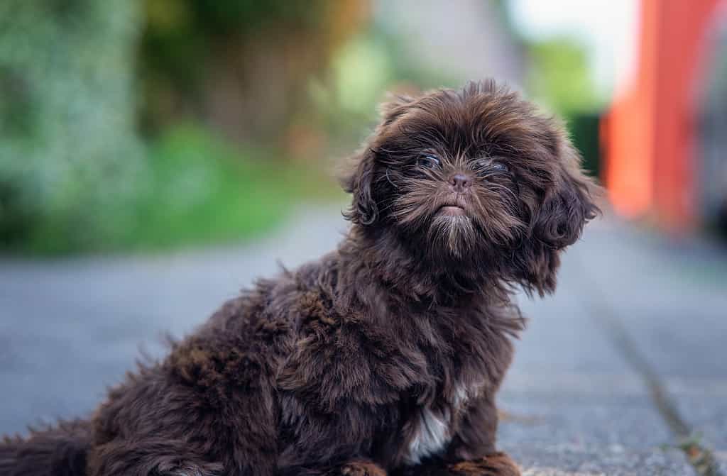 Meet the Shihpoo: Breed Characteristics of This Cross of a Shih Tzu and Poodle