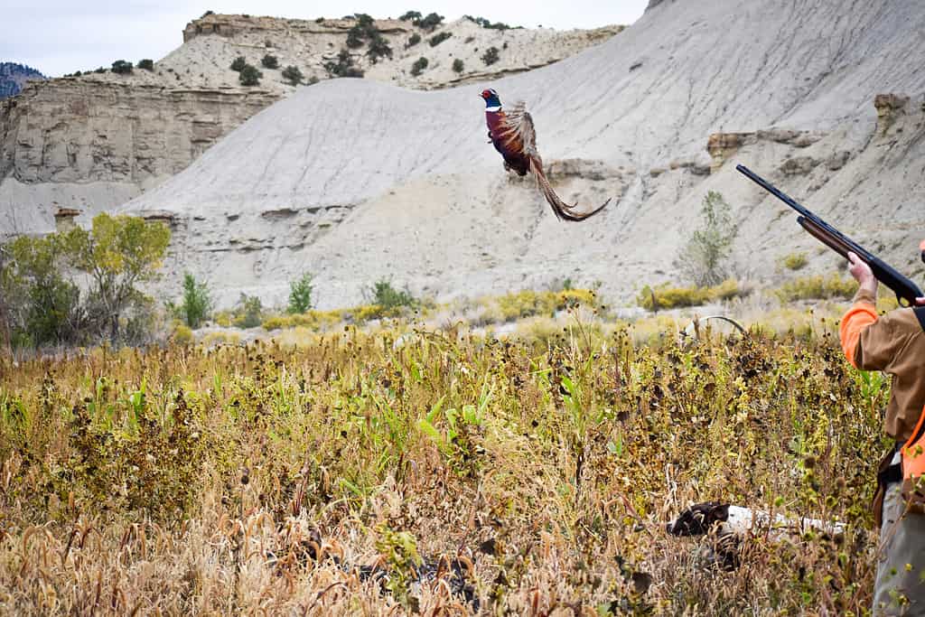 The 20 States With the Absolute Best Pheasant Hunting