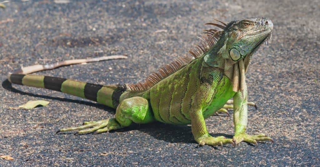 Discover the 9 Fastest Reptiles in the World