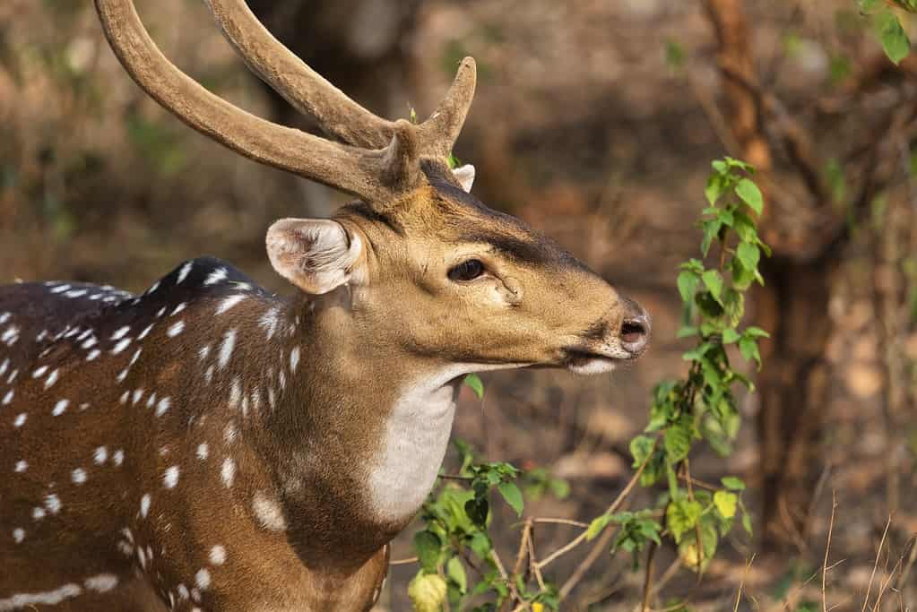 Beware of These 7 Animals That Eat Pumpkins (  Tips to Deter Them)