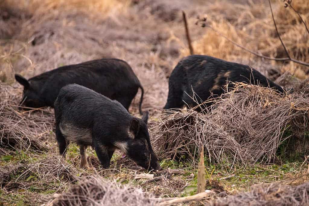 Are Pigs Smarter Than Dogs? See How Smart They Really Are