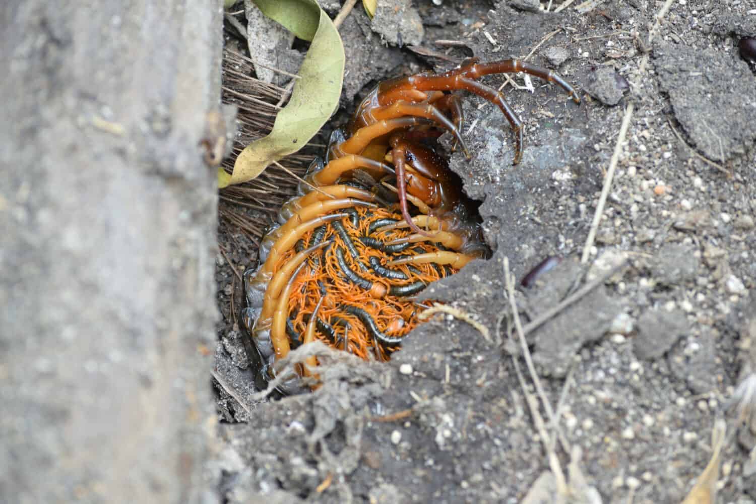 Baby Centipede: 5 Pictures and 5 Incredible Facts