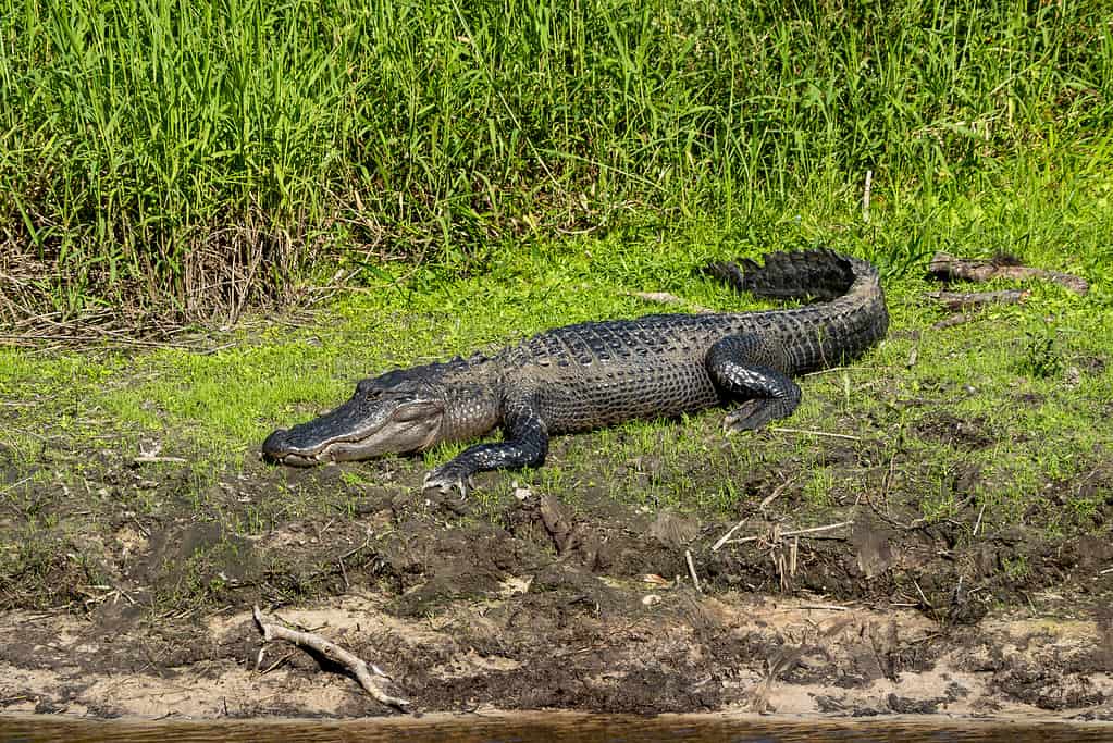 Discover the Animals, Birds, and Plants of Cumberland Island, Georgia.