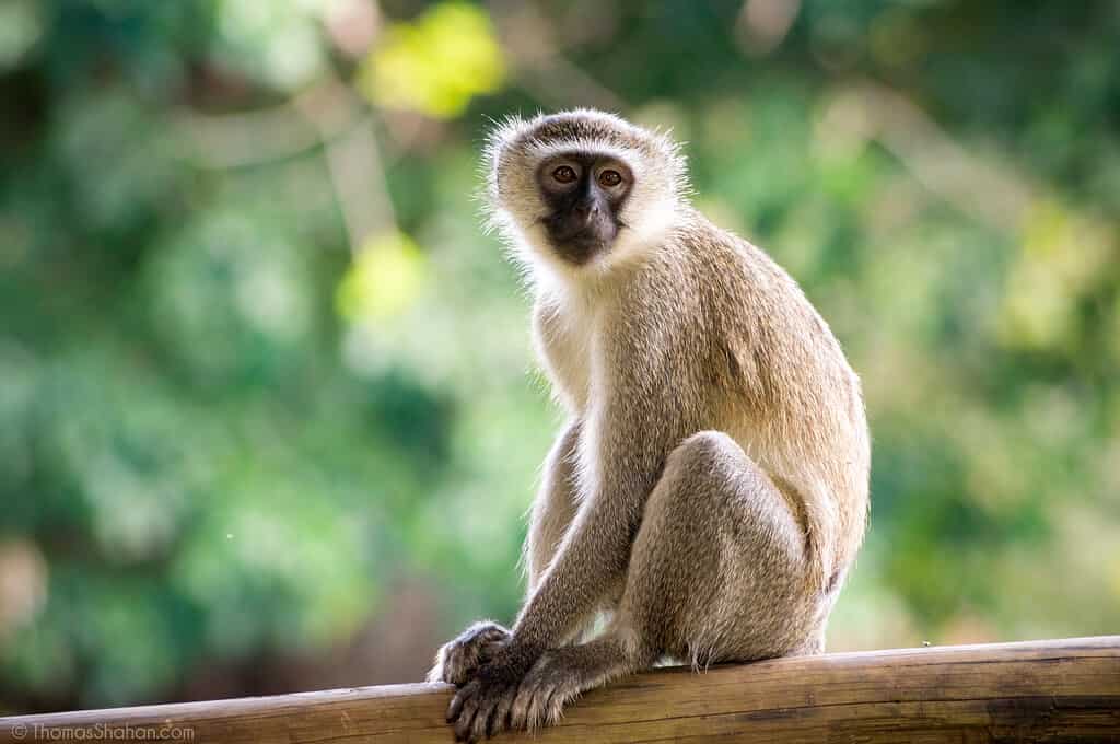 Discover the 10 Best Wildlife Sanctuaries in Florida