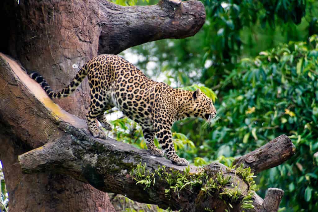 Watch These Wild Dogs Celebrate Victory When They Trap a Leopard Up in a Tree