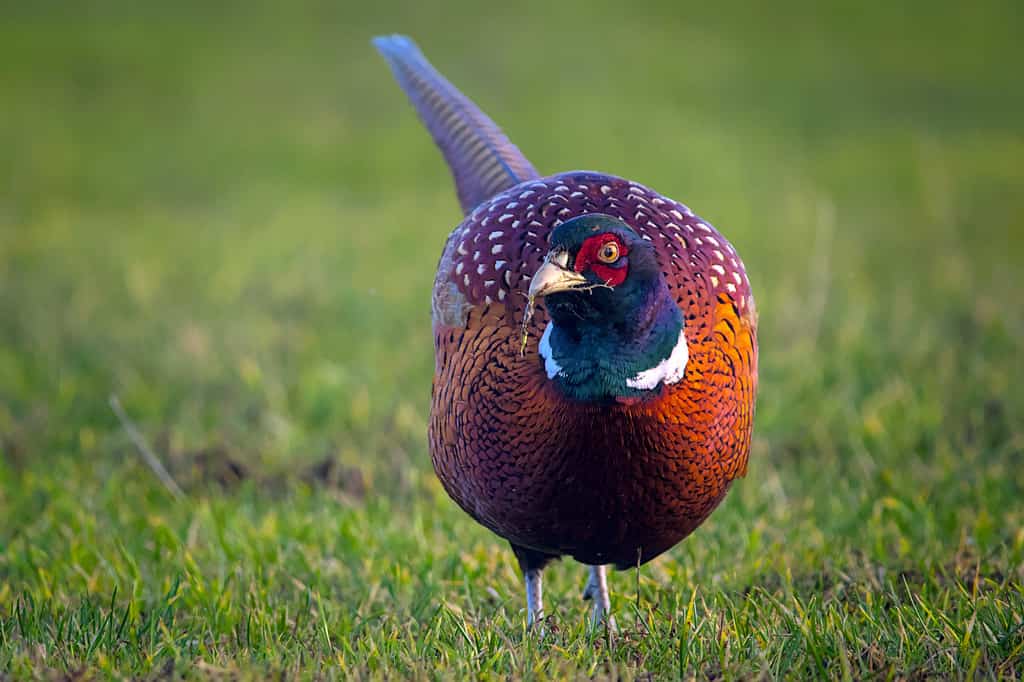 The 20 States With the Absolute Best Pheasant Hunting