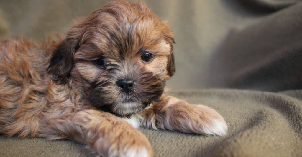 Meet the Shihpoo: Breed Characteristics of This Cross of a Shih Tzu and Poodle