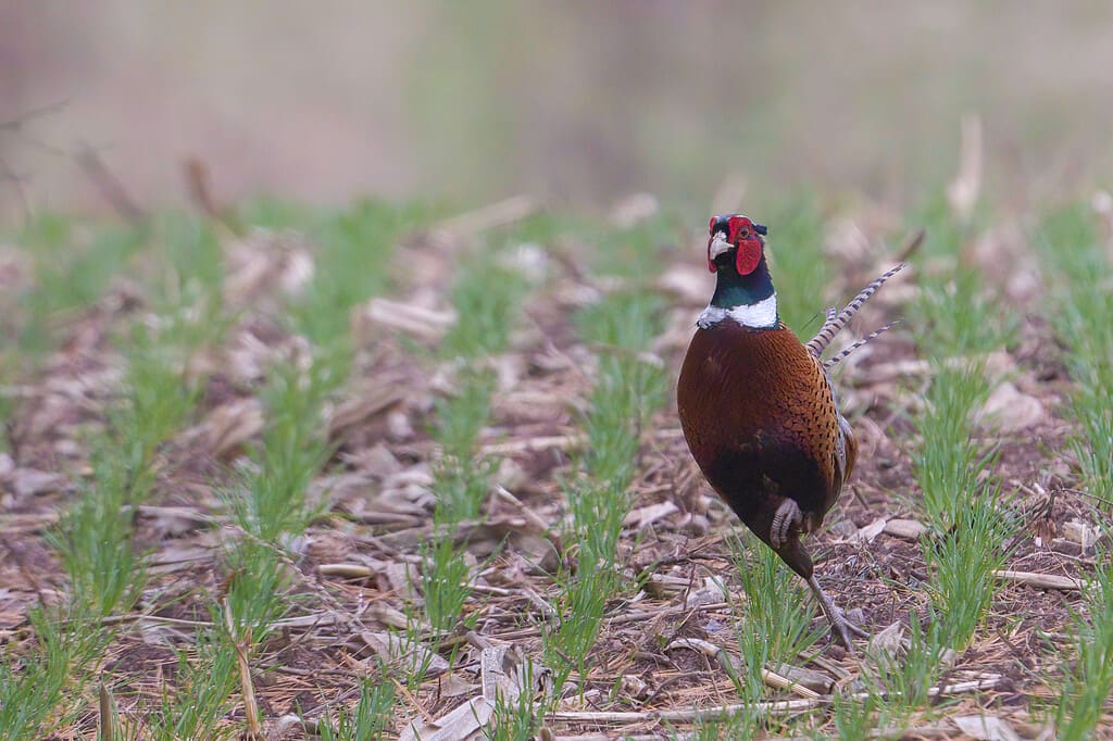 The 20 States With the Absolute Best Pheasant Hunting