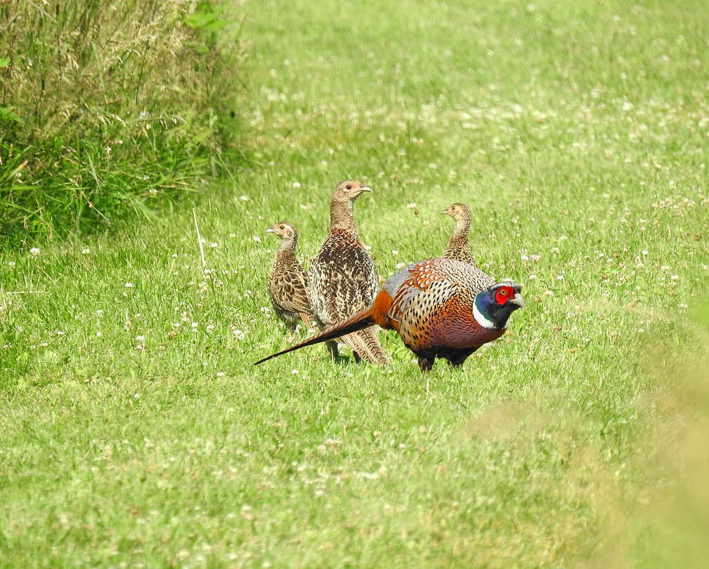 The 20 States With the Absolute Best Pheasant Hunting