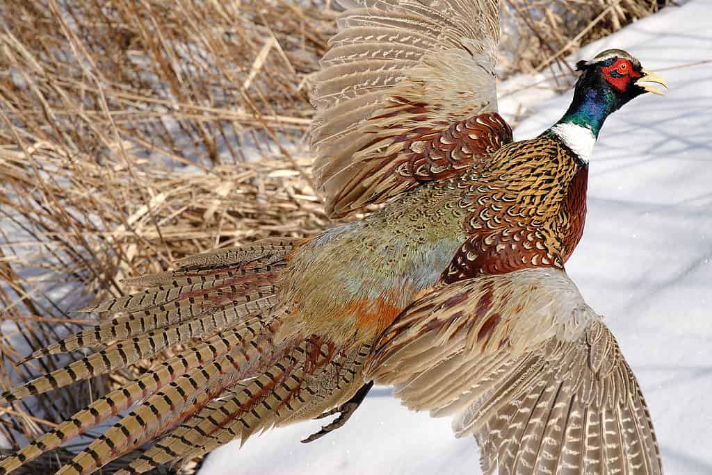 The 20 States With the Absolute Best Pheasant Hunting