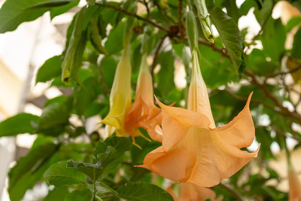 15 Beautiful Flowers that Bloom at Night