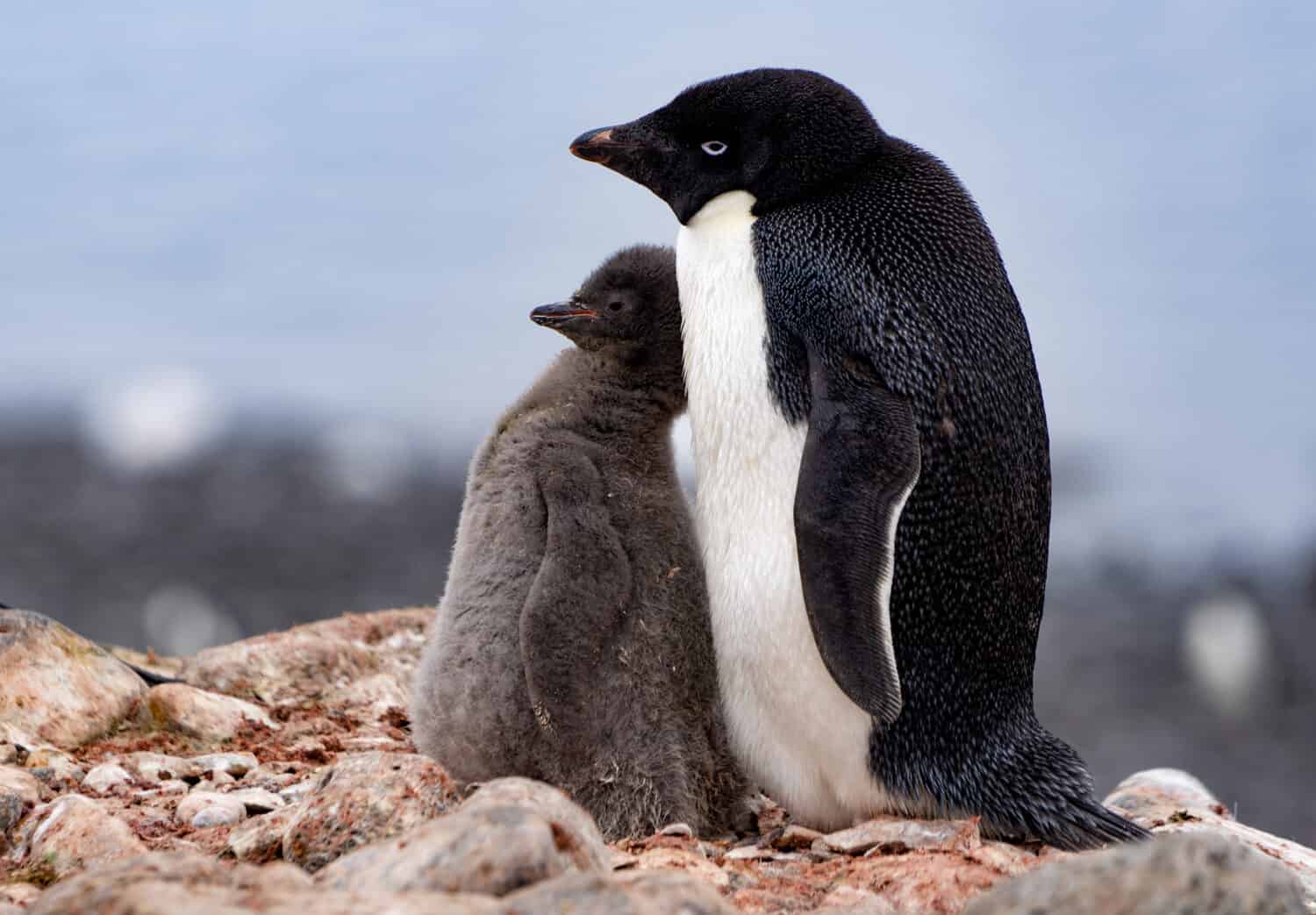 Discover the Amazing Colors of the Various Types of Penguins