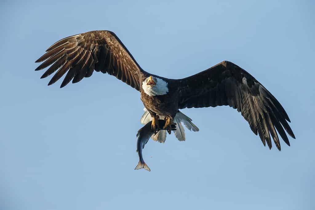 Incredible Footage Shows Two Eagles Duelling In the Air, Grasping Talons!