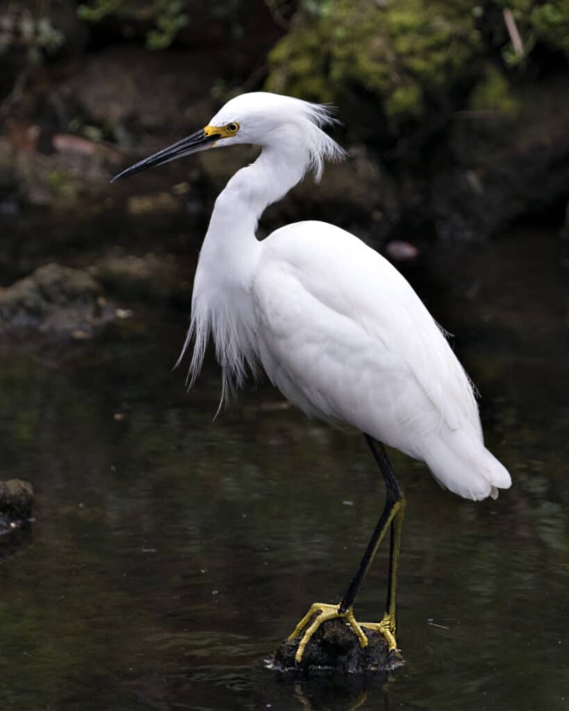 The Complete List of 9  White Birds With Long Beaks