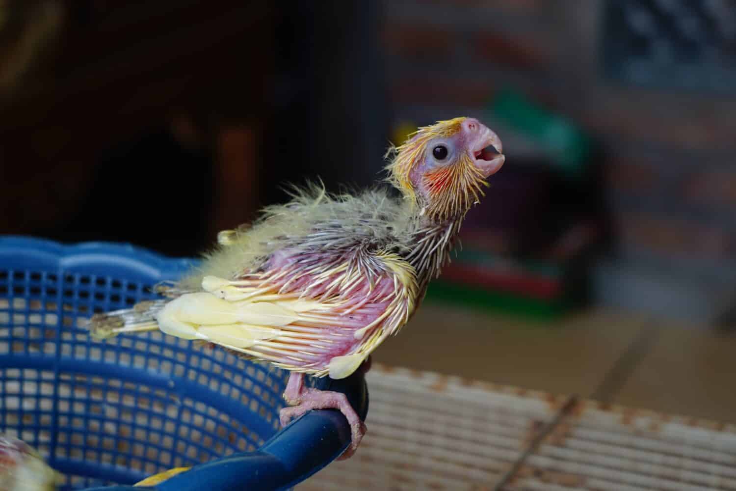 Baby Cockatiel Chick: 9 Pictures and 9 Incredible Facts