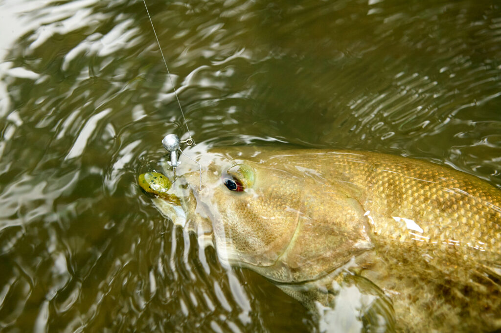 Discover 10 Creatures Living in Lake Jocassee... Are Any Dangerous?