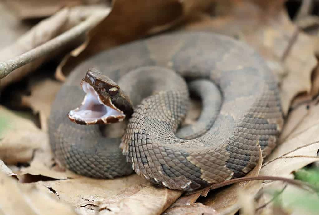 Discover 10 Creatures Living in Lake Jocassee... Are Any Dangerous?