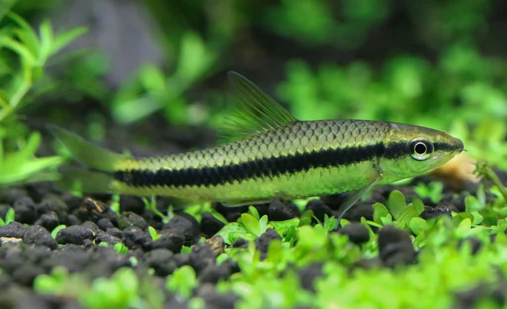 The 10 Best and Most Effective Algae-Eating Fish for Freshwater Aquariums