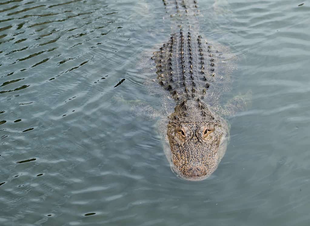 How Many Alligators Live in Florida's Lake Panasoffkee