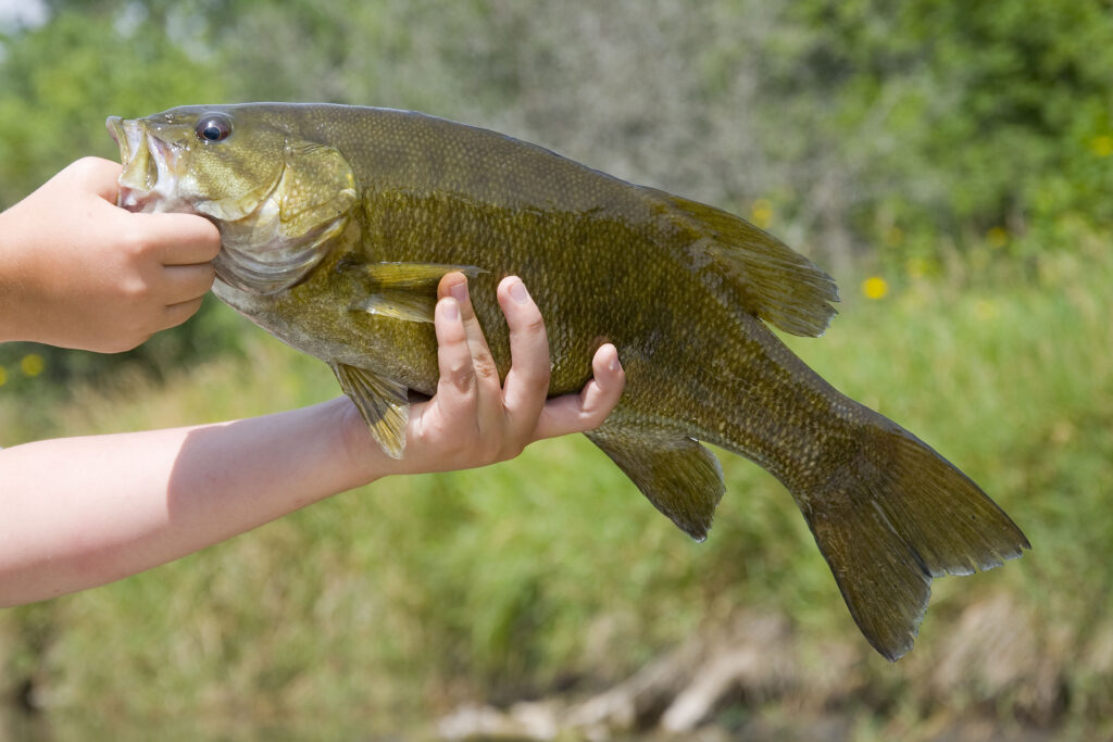 Discover 10 Creatures Living in Lake Jocassee... Are Any Dangerous?