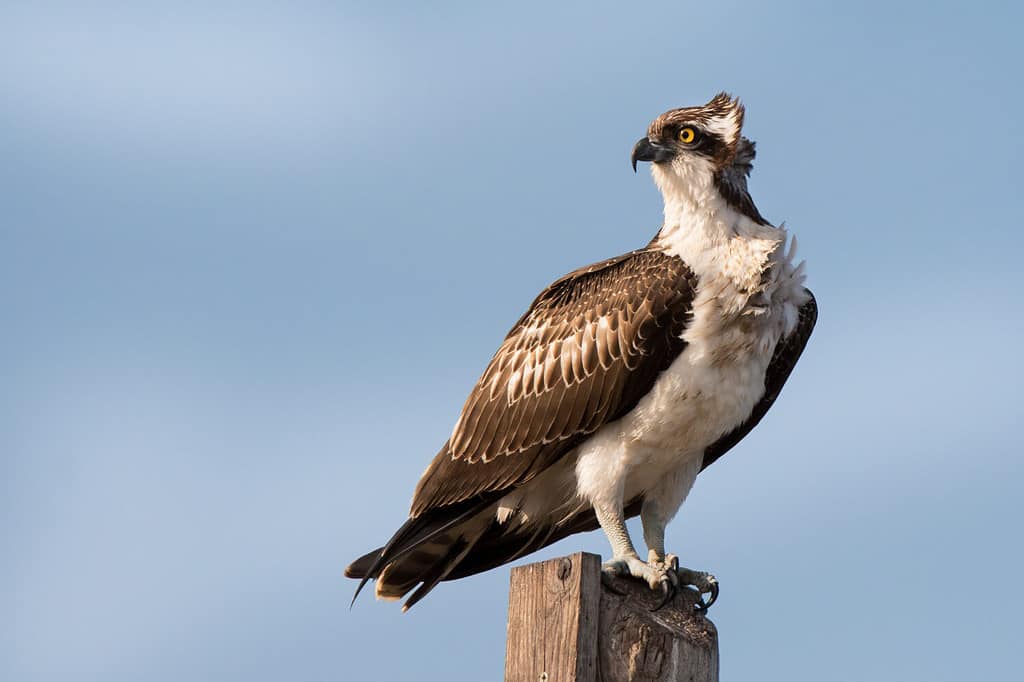 Discover the 18 Largest Flying Birds in North Carolina