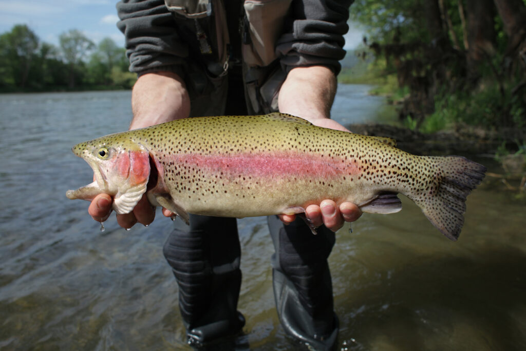 Discover 10 Creatures Living in Lake Jocassee... Are Any Dangerous?