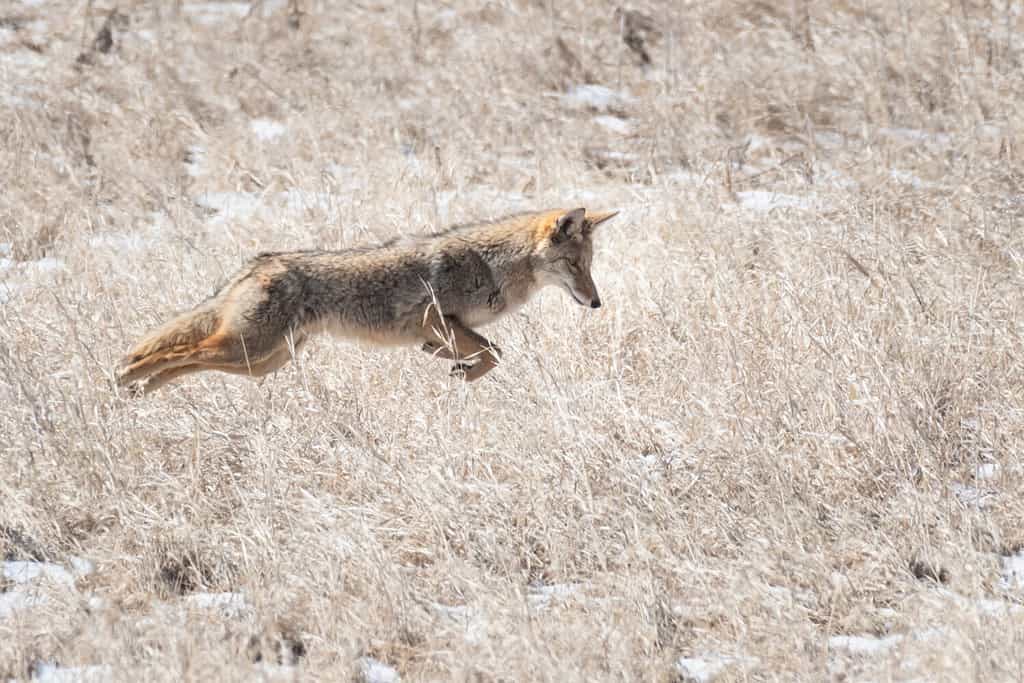 Coyotes in Virginia: Population, Common Locations, Hunting Rules, and More