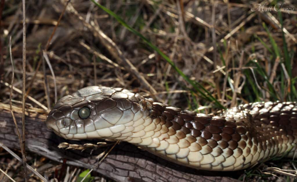 The Top 10 Deadliest Animals in New South Wales