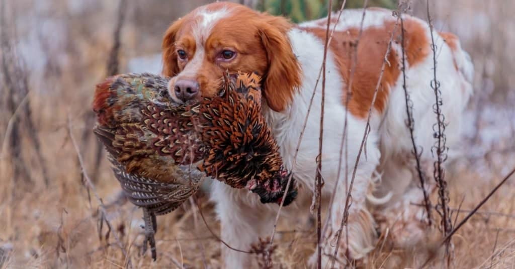 The 20 States With the Absolute Best Pheasant Hunting