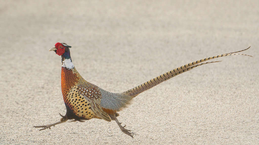 The 20 States With the Absolute Best Pheasant Hunting