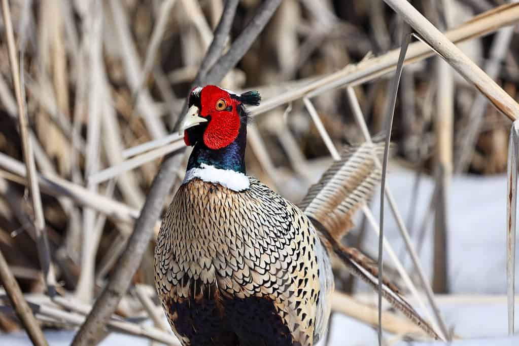 The 20 States With the Absolute Best Pheasant Hunting