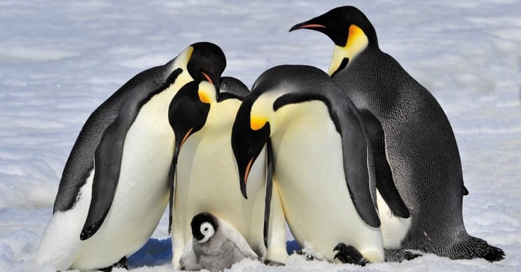 Discover the Amazing Colors of the Various Types of Penguins