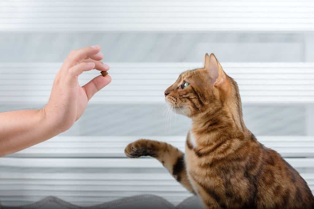 CBD Dosage Chart for Cats: Risks, Side Effects, Dosage, and More