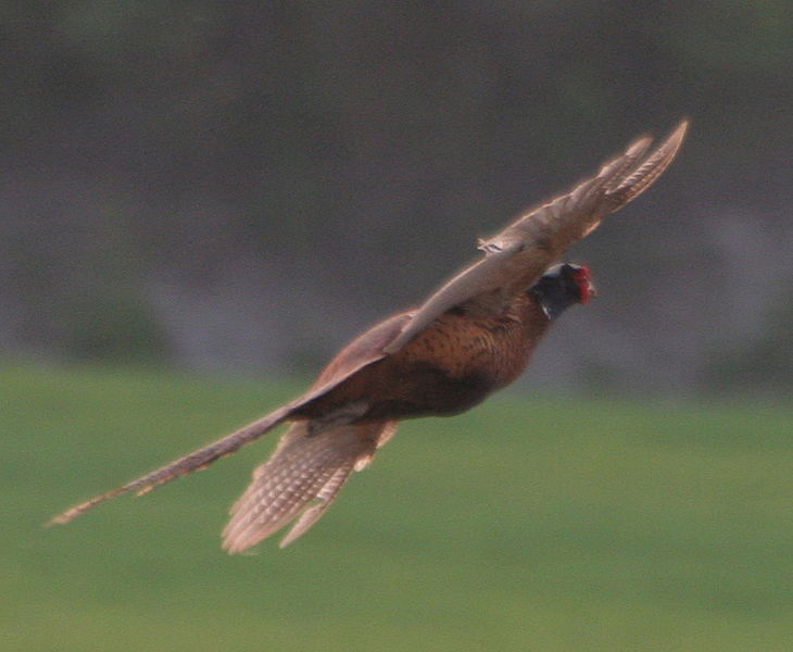 The 20 States With the Absolute Best Pheasant Hunting