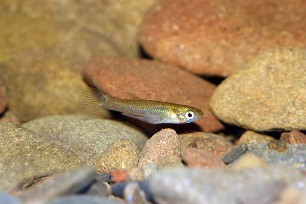 The 19 Best and Most Effective Algae-Eating Fish for Outdoor Ponds