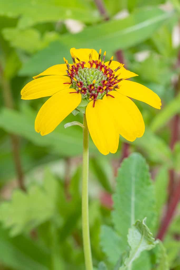 15 Beautiful Flowers that Bloom at Night