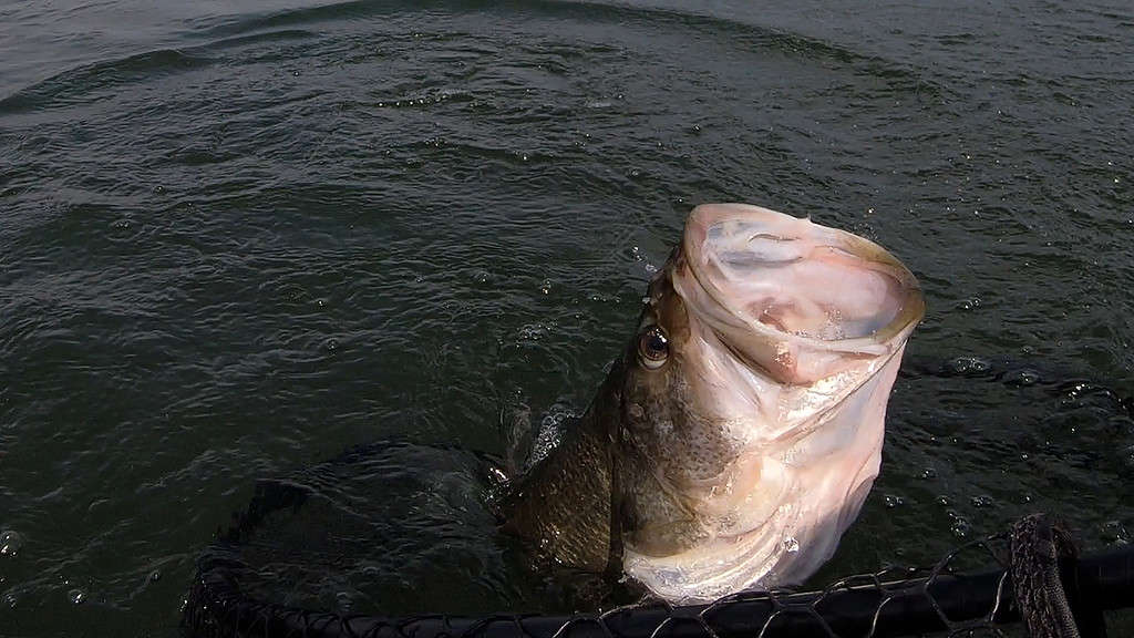 Discover 10 Creatures Living in Lake Jocassee... Are Any Dangerous?