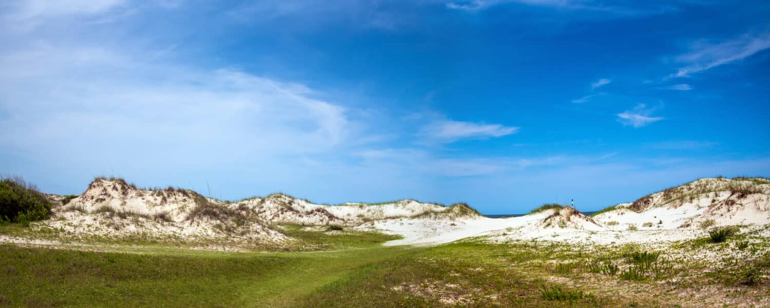 Discover the Animals, Birds, and Plants of Cumberland Island, Georgia.