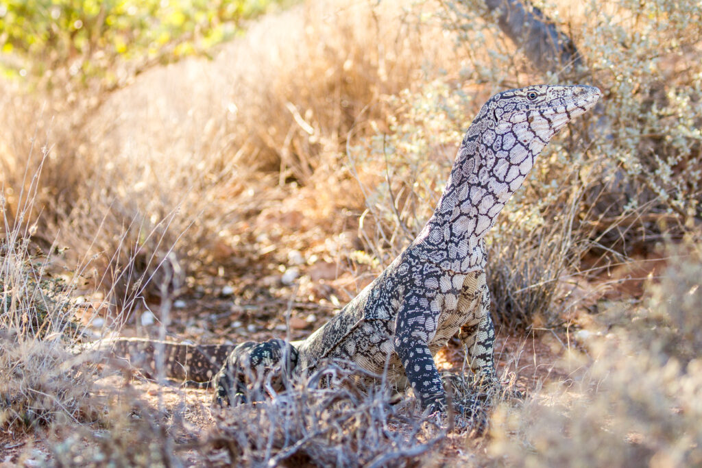 Discover the 9 Fastest Reptiles in the World