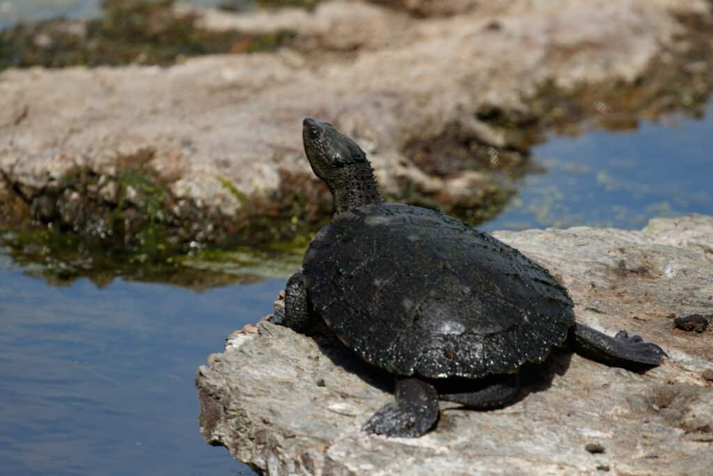 Softshell Turtle: Lifespan, Size, and How to Care for One