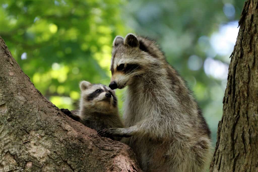 Just How Big Do Raccoons Get? Weight, Length, and More!