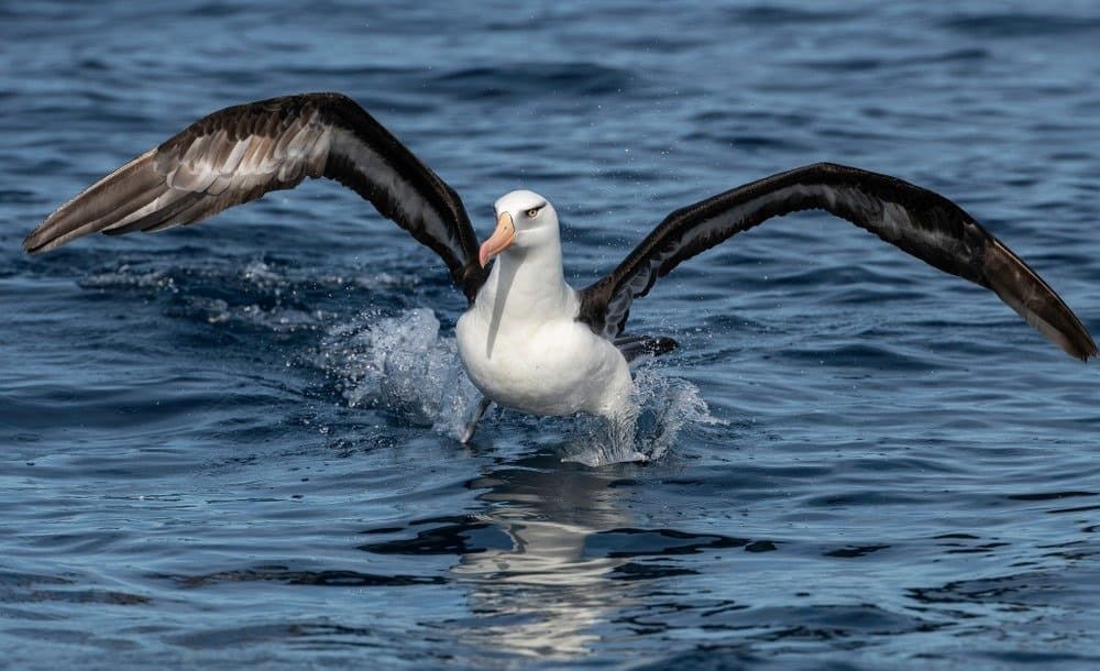 Discover the 18 Largest Flying Birds in North Carolina