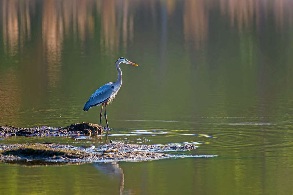 Discover the 18 Largest Flying Birds in North Carolina