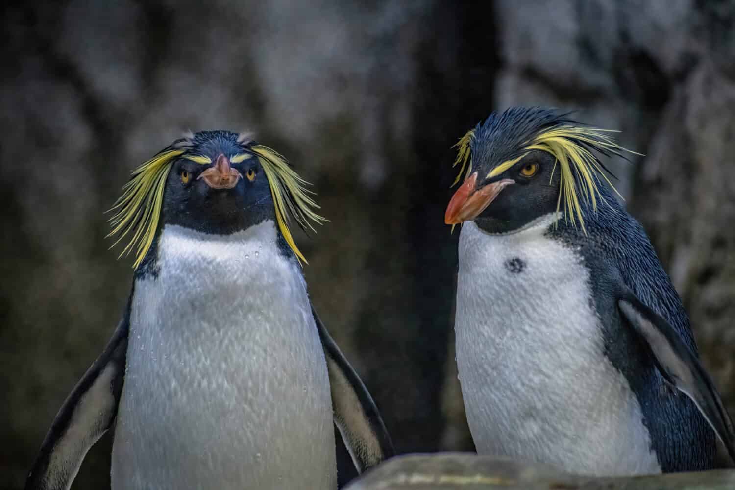 Discover the Amazing Colors of the Various Types of Penguins